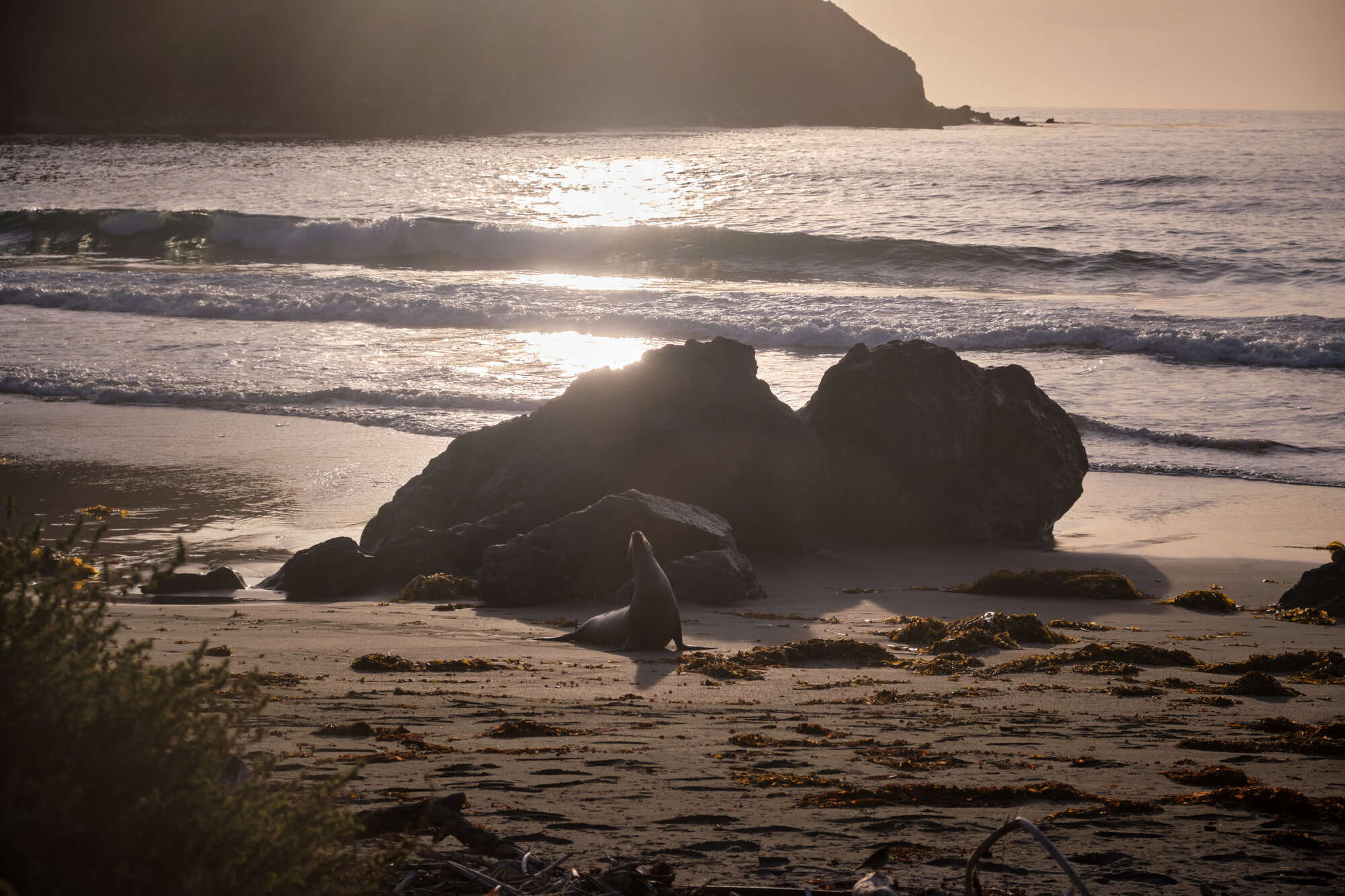 Shark Harbor campsite